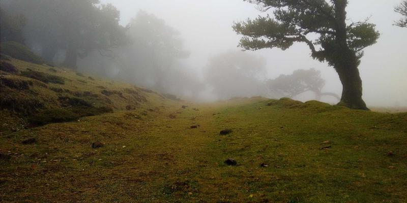 土壤重金属污染修复技术：生物修复与化学固定的深度对比与应用策略